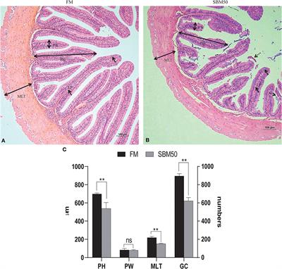 Integrative Transcriptomic and Small RNA Sequencing Reveals Immune-Related miRNA–mRNA Regulation Network for Soybean Meal-Induced Enteritis in Hybrid Grouper, Epinephelus fuscoguttatus♀ × Epinephelus lanceolatus♂